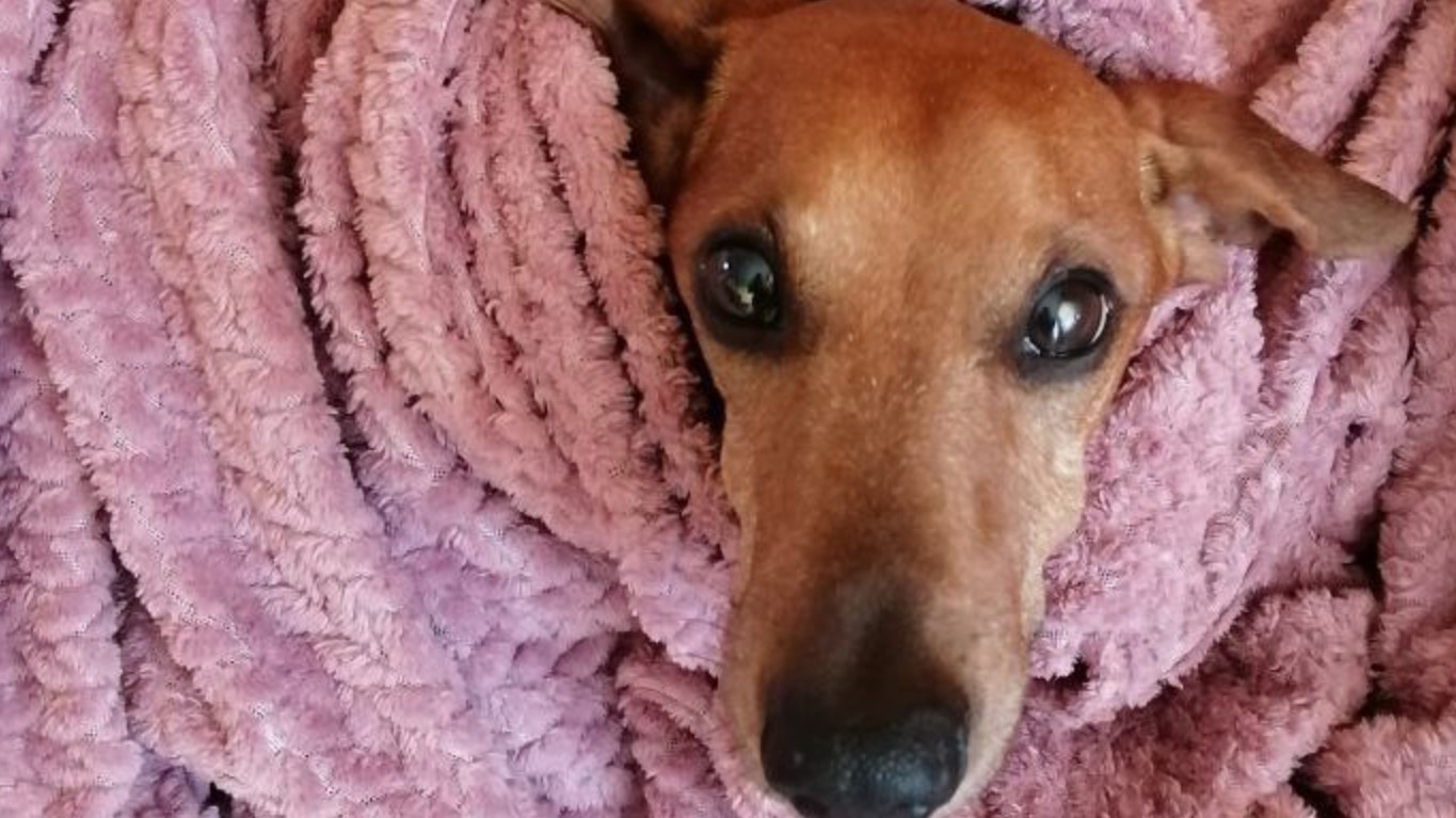 "Ich kann nicht arbeiten, weil ich meinen Hund nicht allein zu Hause