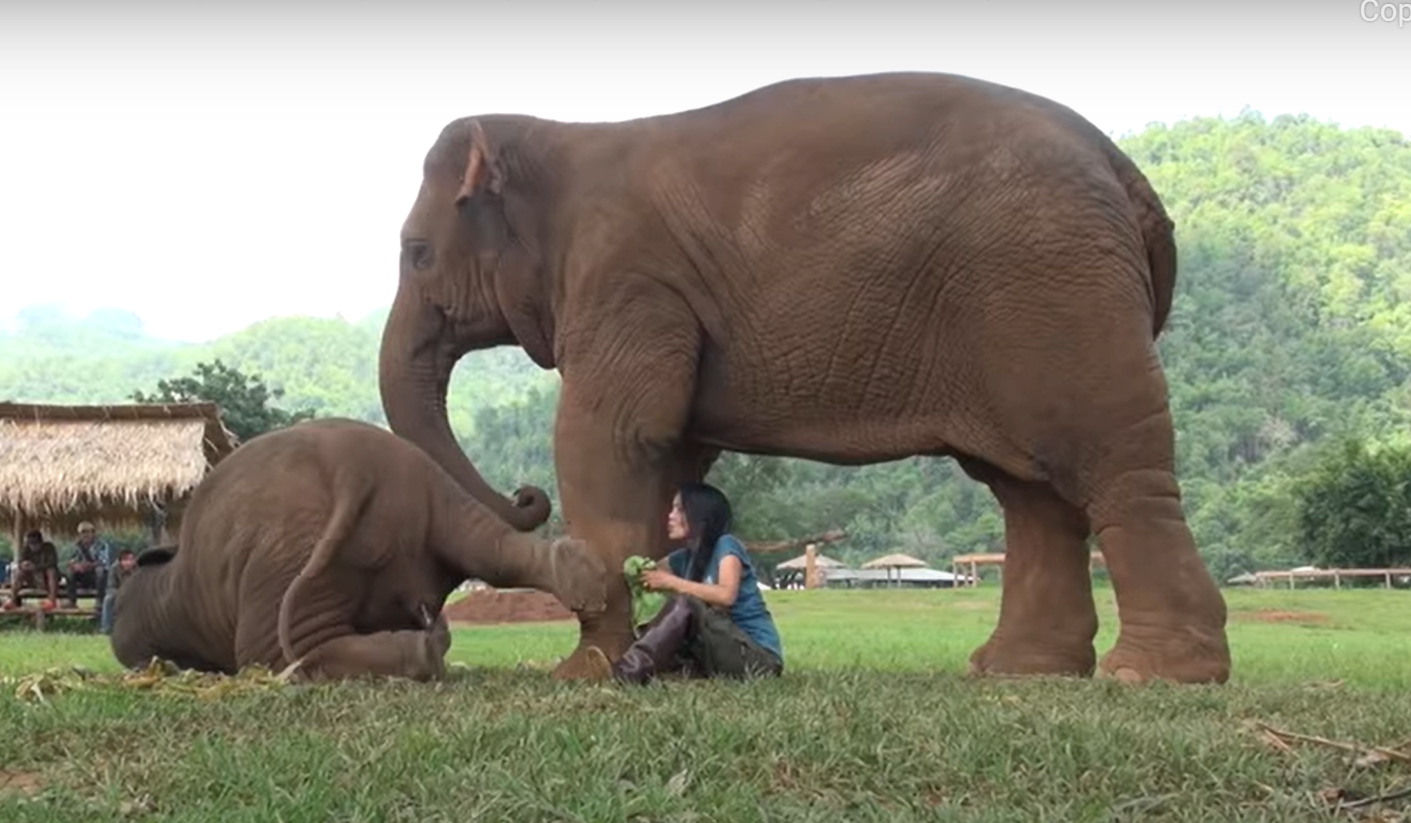 Elefantenmutter holt die Tierheimleiterin zu ihrem Baby, damit sie ihm