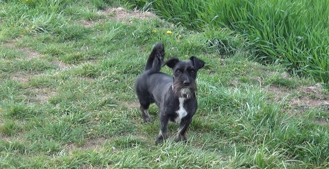 Hund beißt sich in den Schwanz Spiel oder Symptom einer Krankheit. Experten sagen wann der Rat