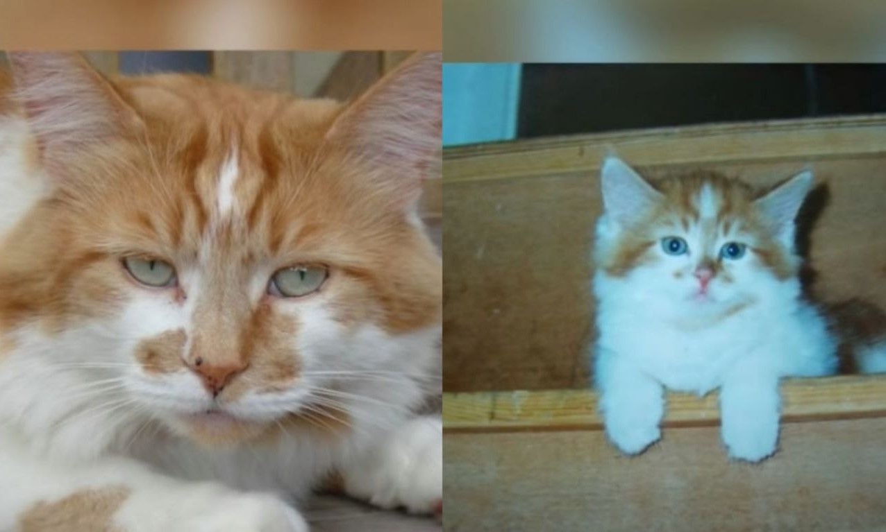Der älteste Kater der Welt hat fast so lange gelebt wie ein Mensch, Details. Uberalles