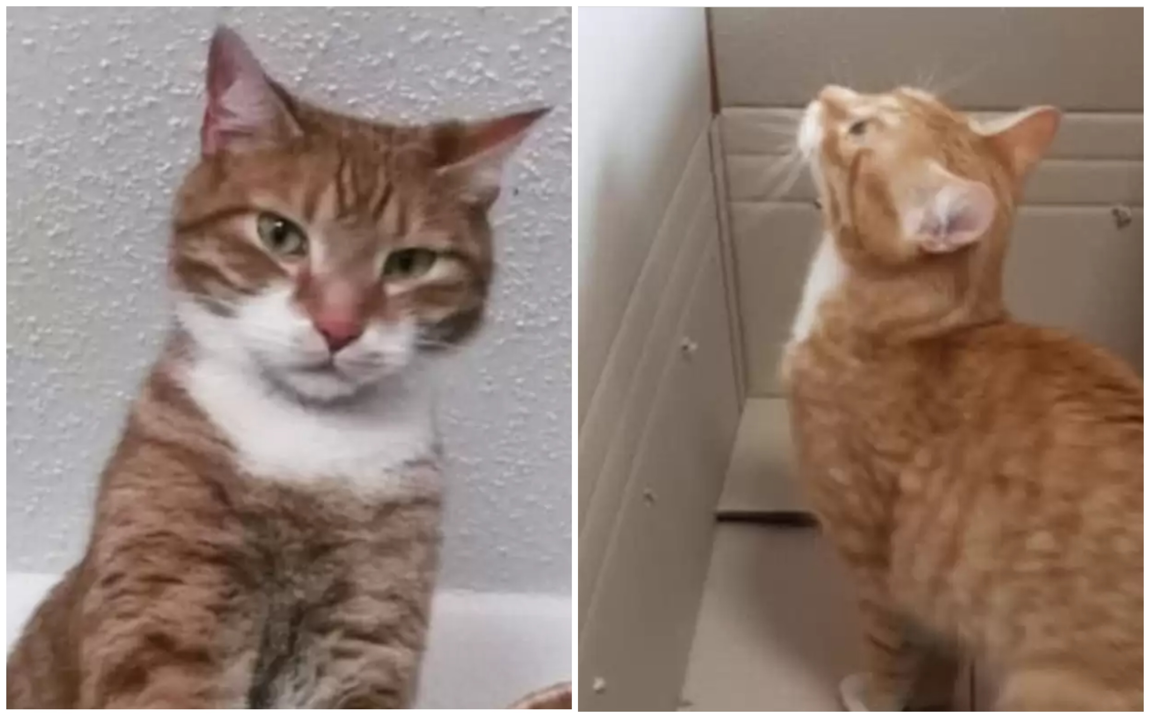 Nach dem Mittagessen legte sich die Katze in einer Box zur Ruhe, und als sie wieder aufwachte