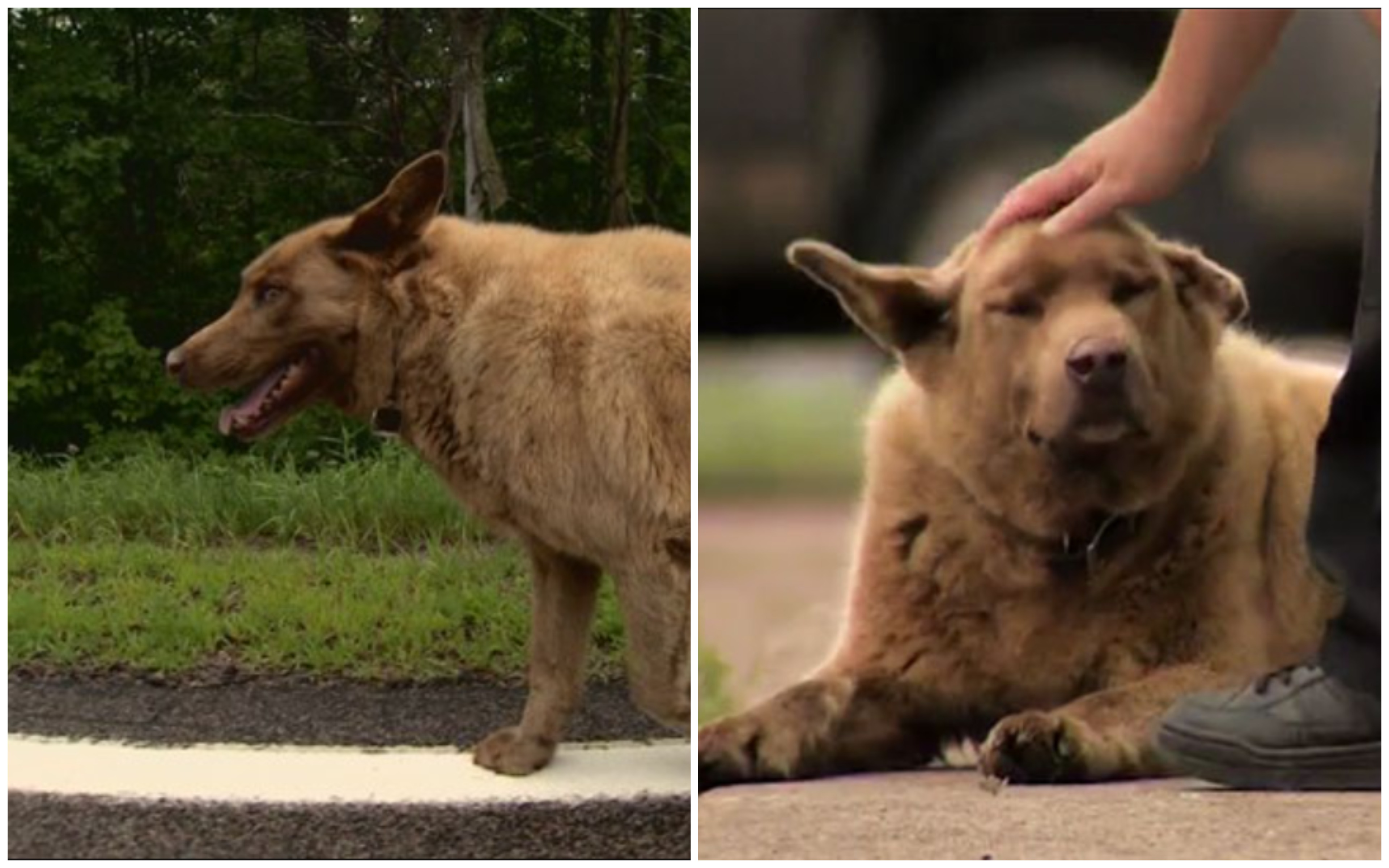 Ein alter Hund läuft jeden Tag