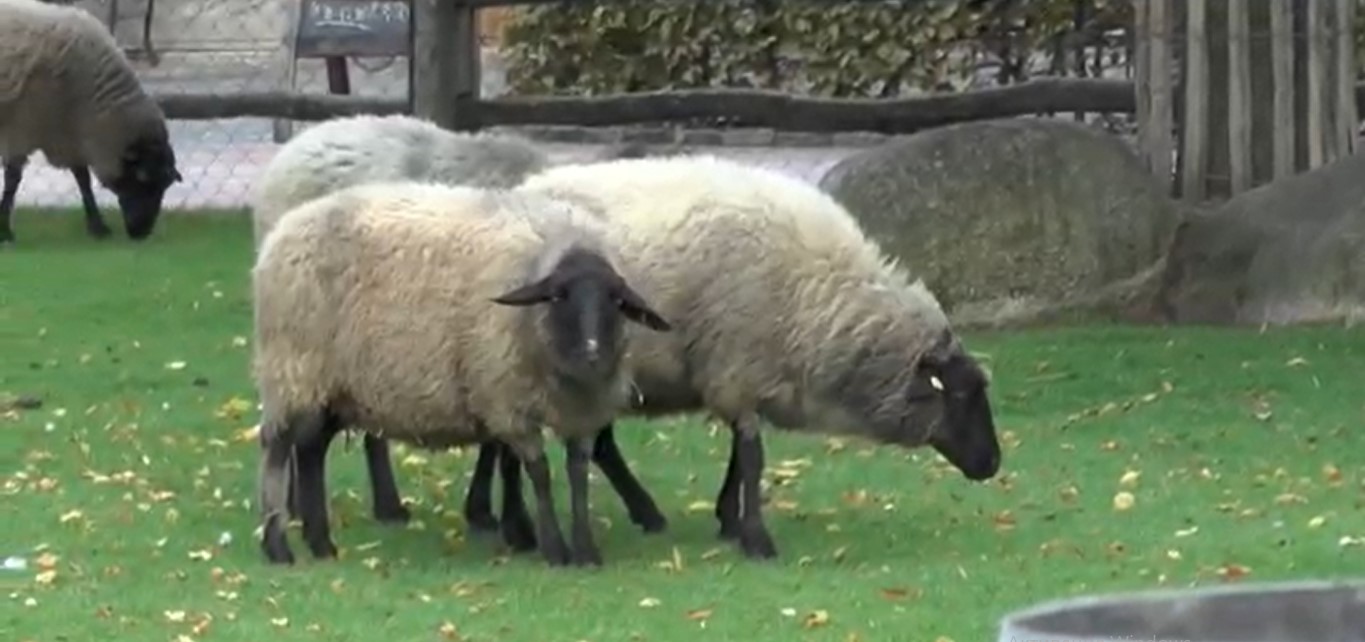 über Ein Jahr Alter Kastrierter Schafbock Schafbock lebte 10 Jahre lang in einem Zoo und war traurig: er wartete