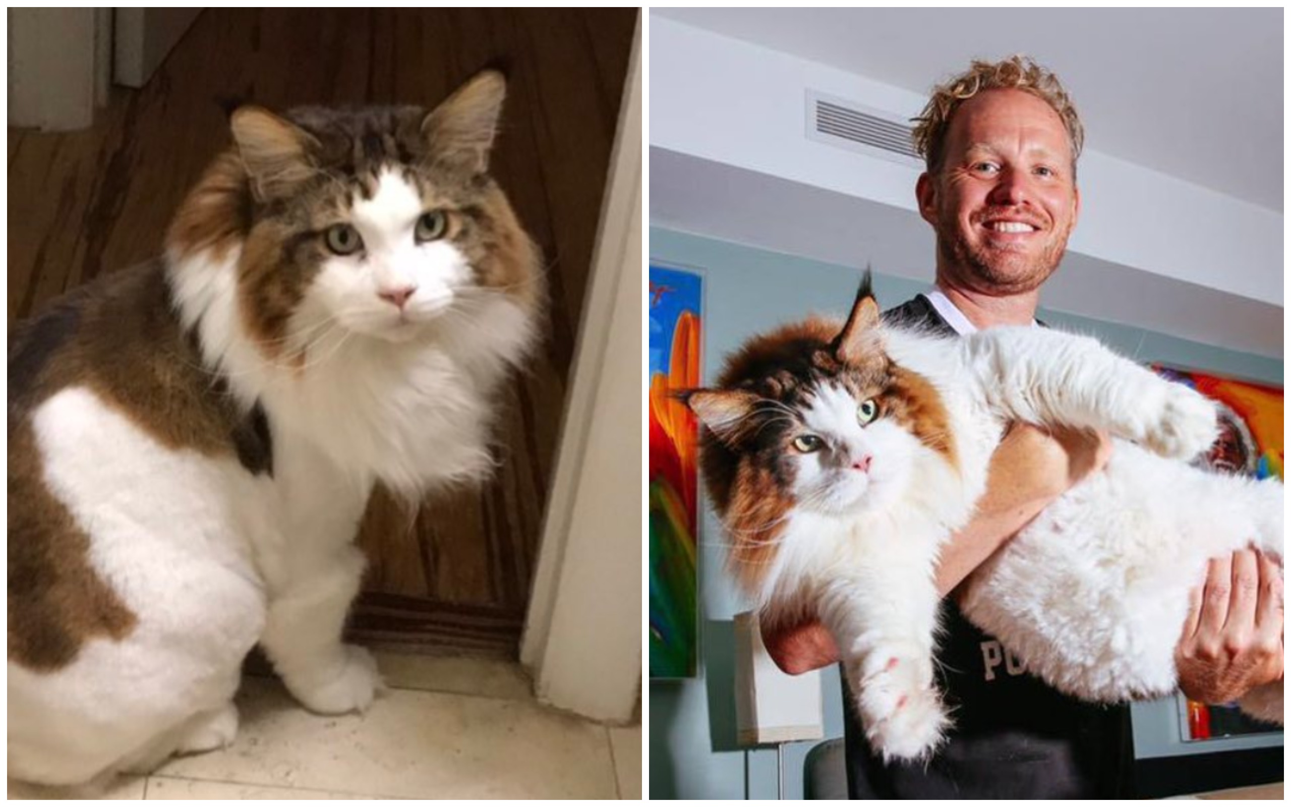 Ein Kater hat fast die Größe des Besitzers erreicht Wie ein riesiges Haustier aussieht. Uberalles