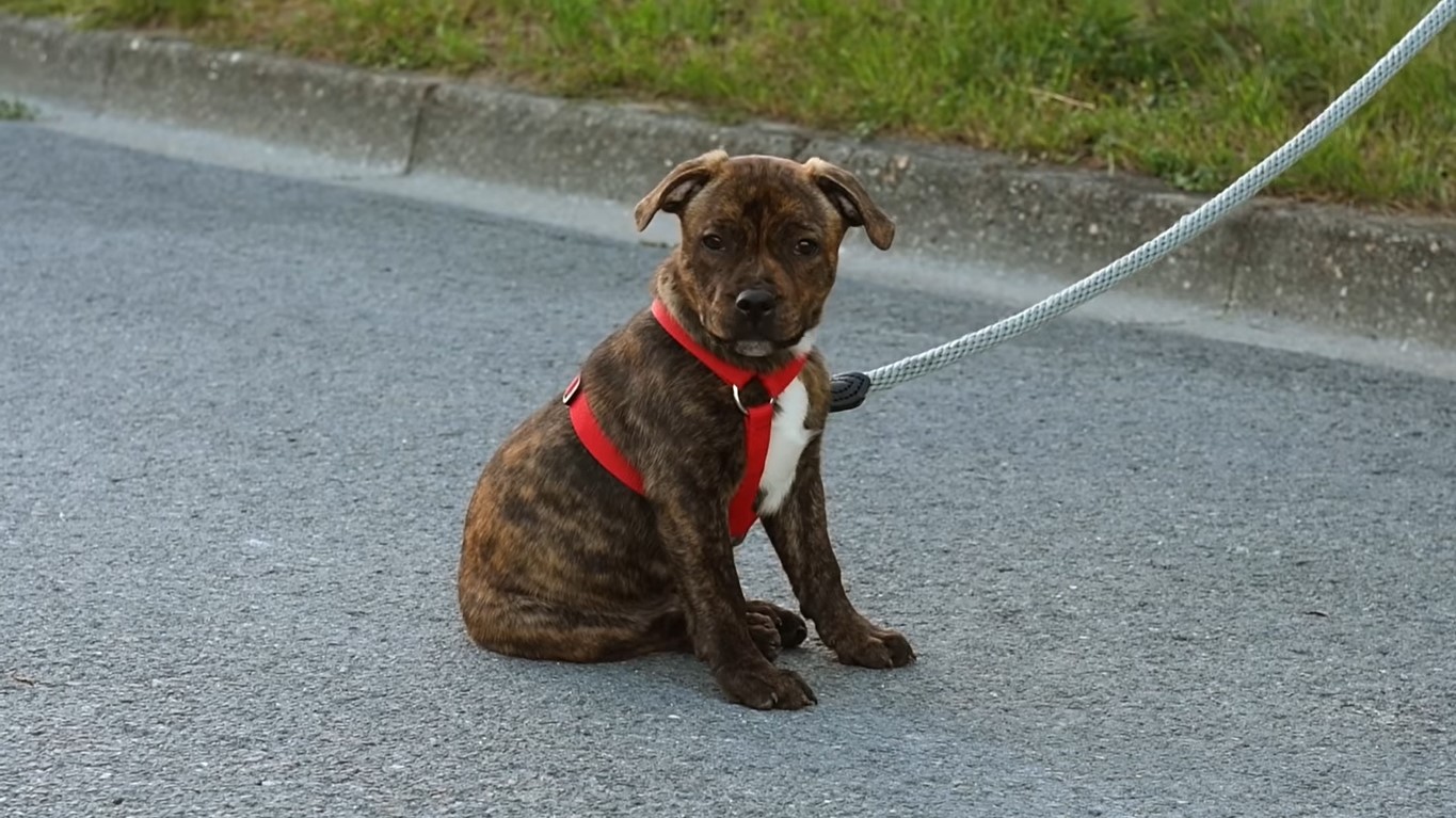 Fremder Hund Auf Grundstck