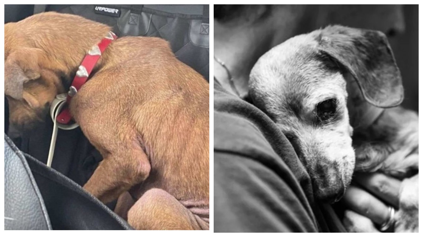 Wie Lange Dauert Genesung Nach Beinamputation Beim Hund Tierschützer entdecken Hund mit traurigem Blick: Wie Clementine nach