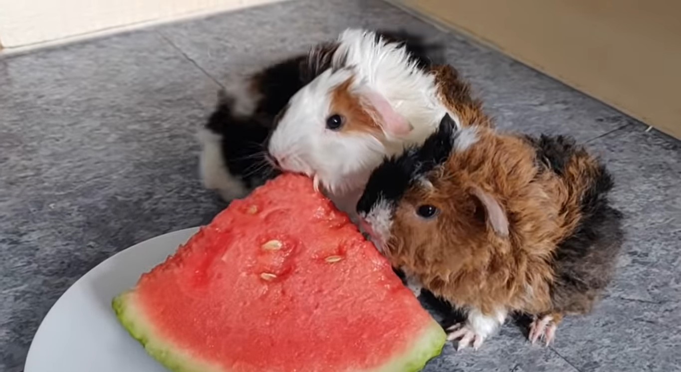 "Ich fand 10 Meerschweinchen in meinem neuen Zuhause jetzt habe ich 80 davon, und sie kosten