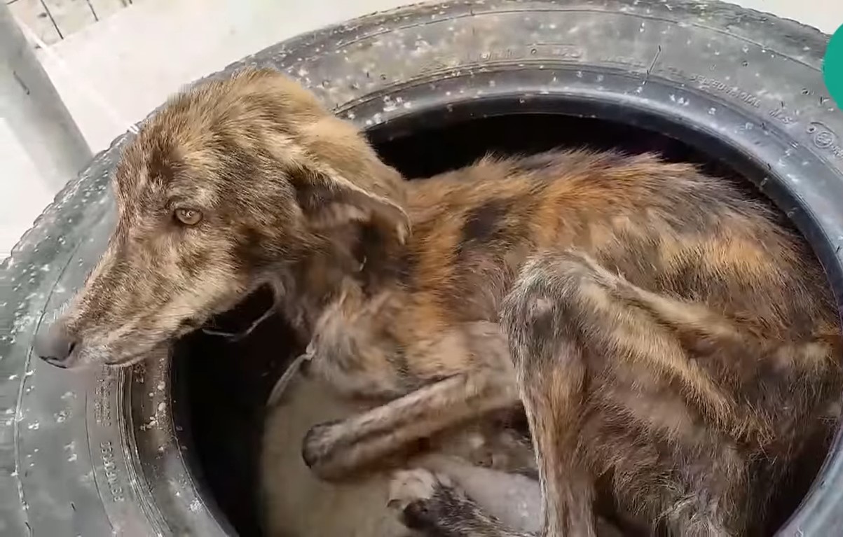 Streunender Hund, der in einem alten Autoreifen lebte, möchte seinen ...