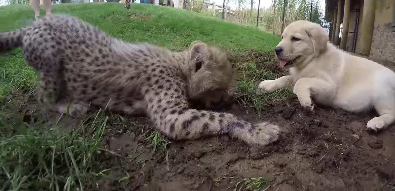 Freundschaft Kennt Keine Grenzen Ein Hund Und Ein Gepard Freunden Sich