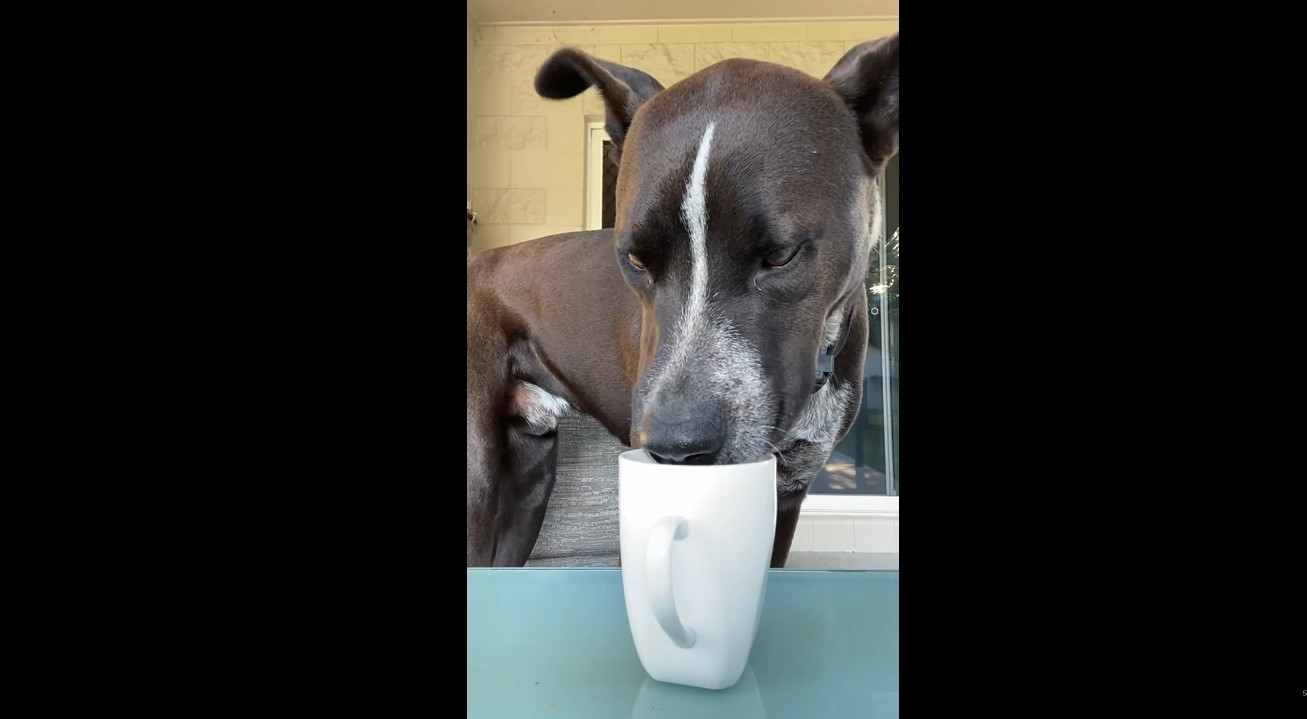 "Mein Hund mag Kaffee sehr gerne Jeden trinken wir zusammen einen Cappuccino". Uberalles